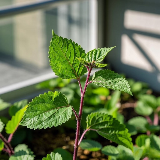 Herbs 101: Nature’s Answer to the “Last Mile” of Your Health Needs