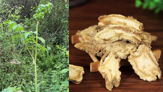 Angelica Pubescens (Du Huo)