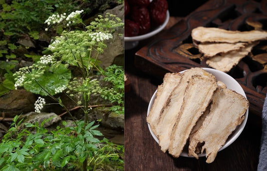 Angelica sinensis (Dang Gui)